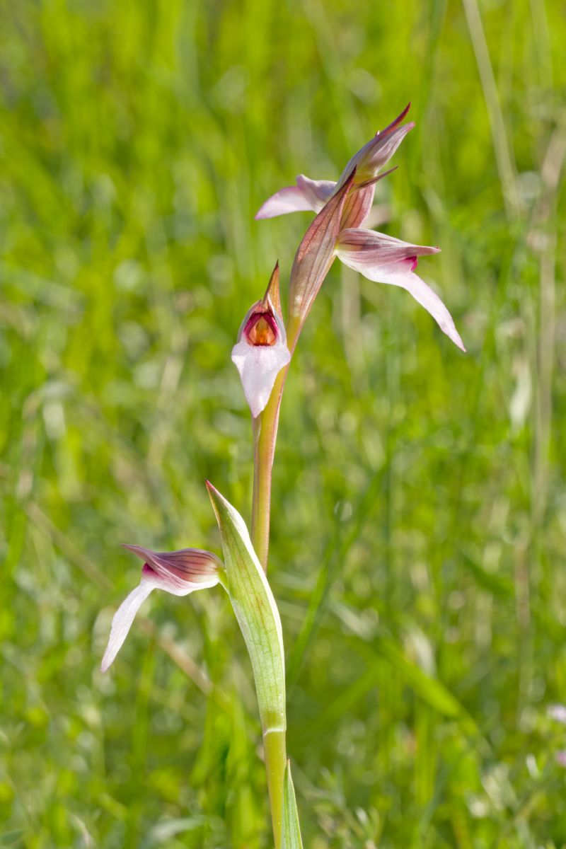 Piccola, delicata, orchidea da determinare per favore